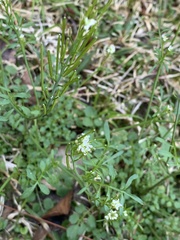 Cardamine hirsuta