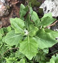 Munzothamnus blairii