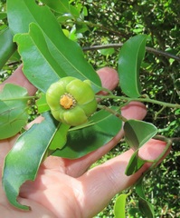 Uvaria lucida virens