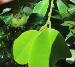 Uvaria lucida virens