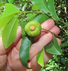 Uvaria lucida virens