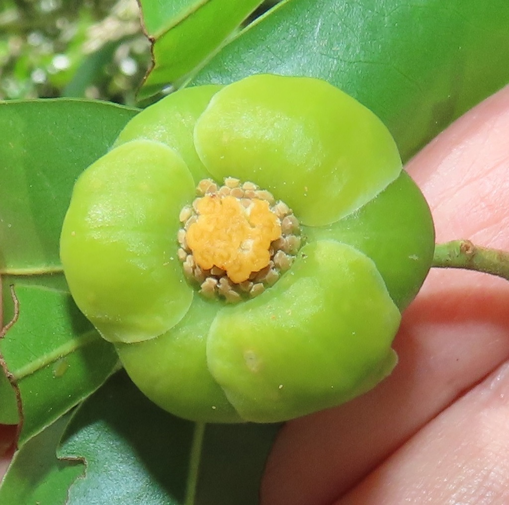 Uvaria lucida (Uvaria lucida)