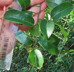 Uvaria lucida virens