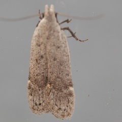 Anacampsis comparanda