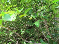 Uvaria lucida virens