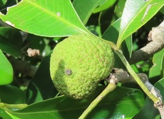 Monodora junodii junodii