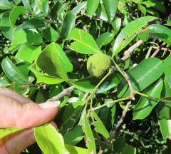 Monodora junodii junodii