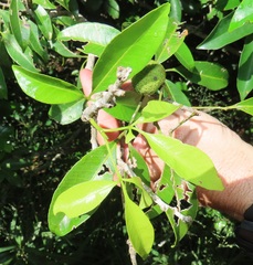 Monodora junodii junodii