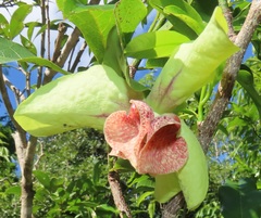 Monodora junodii junodii