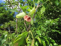 Monodora junodii junodii