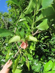 Monodora junodii junodii