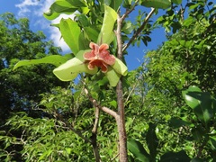 Monodora junodii junodii