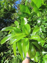 Monodora junodii junodii