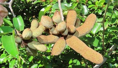 Uvaria lucida virens