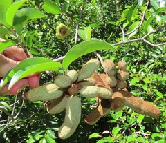 Uvaria lucida virens