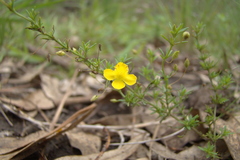 Scoparia montevidensis