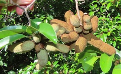 Uvaria lucida virens