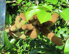 Uvaria lucida virens