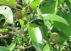 Monodora junodii junodii