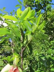 Monodora junodii junodii