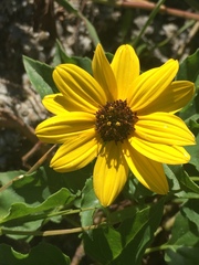 Helianthus debilis image
