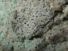 Arthonia arthonioides