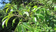 Monodora junodii junodii