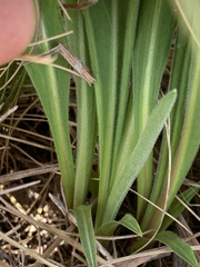 Liatris aspera