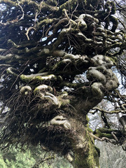 Ulmus glabra camperdownii