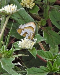 Mestra hersilia apicalis