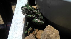 Ranoidea cyclorhynchus