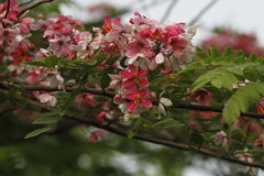 Cassia javanica nodosa
