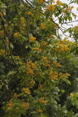 Pterocarpus indicus