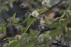 Angiospermae