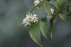 Holarrhena pubescens