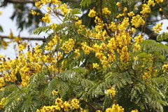 Peltophorum pterocarpum