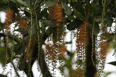 Barringtonia acutangula