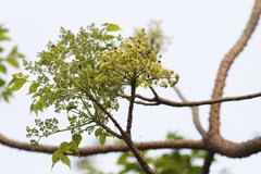 Zanthoxylum rhetsa