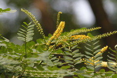 Adenanthera pavonina