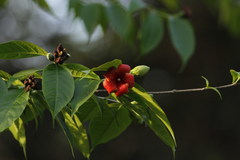 Wrightia coccinea