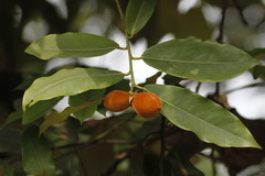 Diospyros discolor