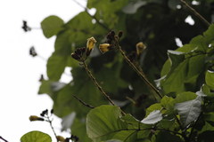 Fernandoa adenophylla