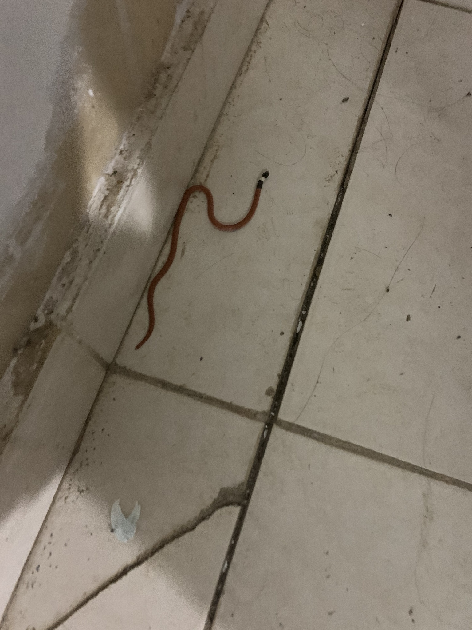 Tricolored Burrowing Snake, Phalotris tricolor