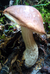 Leccinum