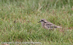 Charadrius pecuarius