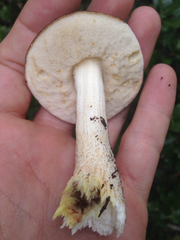 Leccinum