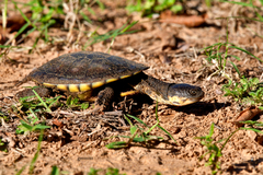 Acanthochelys macrocephala