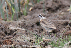Charadrius pecuarius