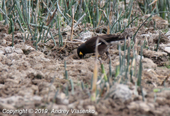Acridotheres tristis
