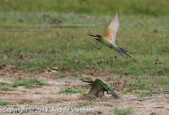 Merops superciliosus superciliosus